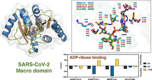 Structural Biophysical And Biochemical Elucidation Of The Sars Cov 2 Nonstructural Protein 3 Macro Domain Acs Infectious Diseases X Mol