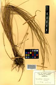 Image result for Ascolepis capensis