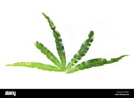 Image result for Lygodiaceae