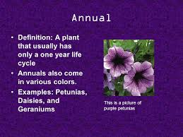 An annual plant is a plant that completes its life cycle, from germination to the production of seed in cultivation, many food plants are or are grown as annuals, including virtually all domesticated examples of true annuals include corn, wheat, rice, lettuce, peas, watermelon, beans, zinnia, and. Deciduous Definition To Shed Leaves During A Certain Season Of The Year Examples Various Dogwood And Maple Trees In This Picture You Can See A Maple Ppt Download