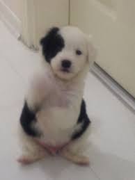 Zorro Black Eye Pupy Maskeli Kopek Yavrusu Yavru Kopek Kopek
