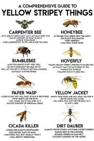 British Wasp Guide: How To Identify Common Species, Lifecycle And Why Wasps  Sting - Countryfile.Com
