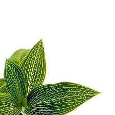 Image result for Faurea discolor