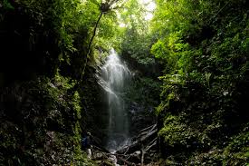 Cambodia jungle trekking with parrot tours. Sumatra Jungle Trekking Hike Through The Sumatran Rainforest