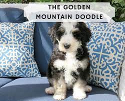 The Golden Mountain Doodle Is One Of The Newest And Hottest Fads In The Double Doodle And Designer Bernedoodle Bernedoodle Puppy Bernese Mountain Dog Poodle
