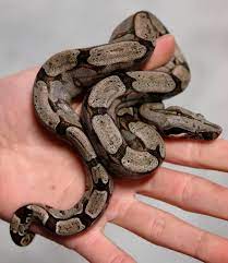 Baby Bolivian Boa Pet Snake Reptile Snakes Reptiles And Amphibians