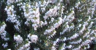 According To Scottish Tradition Placing A Sprig Of White Heather In The Bridal Bouquet Brings Good L Diy Wedding Flowers Beach Wedding Flowers Wedding Flowers