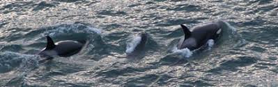 The dockside charters whale watching fleet features 50 foot delta charter boats that are clean and comfortable, united states coast guard inspected and certified. Whale Watching Oregon Coast Visitors Association