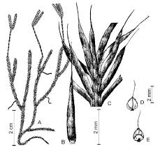 Image result for Lycopodium clavatum