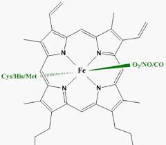 Image result for Heme