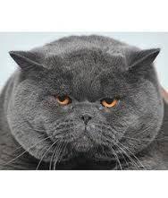 Image Result For English Blue Cat British Shorthair Cats Pets Cats