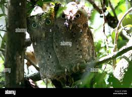 sokoko scops owl (Otus ireneae), at day-time roost in Cynometra-Manilkara  forest, part of Sokoke Forest, Kenya, Sokoke Forest Stock Photo - Alamy