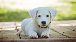 ruyada 3 kopek gormek in 2021 pets new puppy puppies