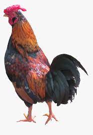 Veja mais ideias sobre galos indios, galo, animais. Galo Em Png Galo Png Transparent Png Kindpng