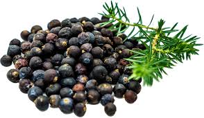 Wer wacholderbeeren ernten möchte, der braucht viel geduld. Wacholderbeeren Ganz Sicca Nahrungsmittel