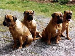 Bull Mastiff Would Love To Rescue One Someday The Trick Will Be Talking Myles Into It Bull Mastiff Dogs Bull Mastiff Mastiff Puppies