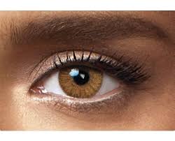 The leaf, bark, and twigs are used to make medicine. Colorvision Hazel Color Contact Lenses Usa Can Au Eu Gcc