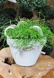Die nominatform mammillaria prolifera ssp. Korallenkaktus Cassutha Im Keramiktopf Rhipsalis Cassutha Ein Prachtvoller Blickfang Im Dekorativen Keramik Pflanzen Schlauchpflanze Mediterrane Pflanzen