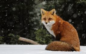 Christmas Fox Wallpaper Fox In Snow Fox Images Animal Wallpaper