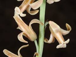 Image result for Dipcadi vaginatum