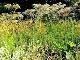 Image result for Heracleum