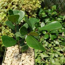 Image result for Ficus triangularis