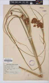 Image result for Cladium mariscus