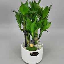 Image result for Dracaena sanderiana