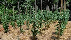 Whether you start from seed or plant, here are our expert tips and advice for caring for the plants, and once your plant is hardened and the weather has warmed, it's time to take them out to the garden. How To Plant Grow Tomato Plants In The Garden Wilson Bros Gardens