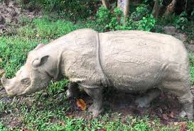 Semua halaman dengan judul mengandung kata badak sumbu. Badak Sumbu Sumatera Betina Terakhir Hadapi Masalah Kesihatan Serius Johor National Parks