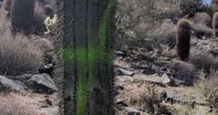 As he stood within a few feet, perhaps 10, of a giant old cactus, he blasted a few holes in its giant trunk. Saguaro Cacti Vandalized With Spray Paint On Cave Creek Trail