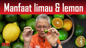 And also you will find here a lot of movies, music, series in hd quality. 37 Manfaat Limau Nipis Kasturi Lemon Youtube