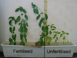 Free shipping on qualified orders. How Useful 0 20 20 Fertilizer Is Incredibly Blow Your Mind