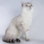 Burmilla Cat - Facts, Pictures, Price, Kittens ...