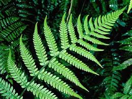 Image result for Deparia