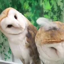 Let Me Get This Thing Off Your Head Buddy Video In 2020 Cute Funny Animals Cute Little Animals Animals Beautiful