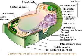 The nucleolus (nucleoli, plural) is one of the most important components of the cell nucleus, and is far the most easily recognized substructure in the nucleus of eukaryotic cells. Structure Of A Plant Cell Plant Cell Cell Parts Nuclear Membrane