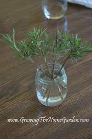 Propagating Rosemary And Basil In Water Propagate Rosemary Propagating Plants Herbs