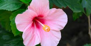Mais ces fleurs aux formes étranges font bien partie de notre monde ! Hibiscus Plante Taille Entretien Culture Arrosage M6 Deco
