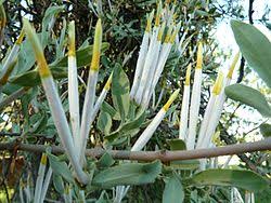 Image result for Agelanthus lugardii