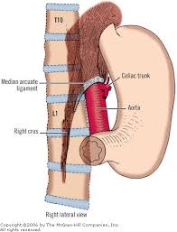 Pin By Laura On Gastroparesis Gastritis Gastroparesis Surgery Mcgraw Hill