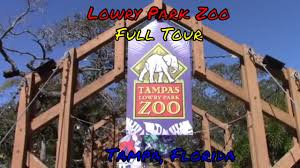 54 видео 64 просмотра обновлен 12 янв. Lowry Park Zoo Full Tour Tampa Bay Florida Youtube