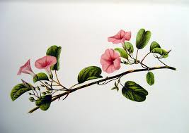 Image result for Ipomoea pes-caprae