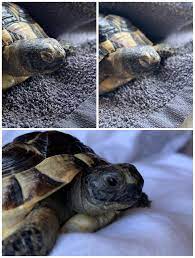 HELP] My tortoise, Min, has had puffy eyes last 2 days he's woken up. It  seems to go away after 20 minutes or so, and after he's had a little bath.  1st