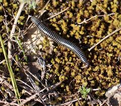 S'ils sont une aide précieuse pour désherber la plupart des mauvaises herbes, ils sont à proscrire partout où il y a du chiendent car la fraise va couper les. Ommatoiulus Sabulosus Aimatopodus Wikipedia
