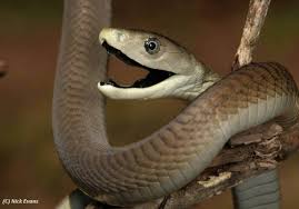 Nih 15 tips ampuh usir ular. Black Mamba Ular Paling Digeruni Di Afrika Sentiasa Panas