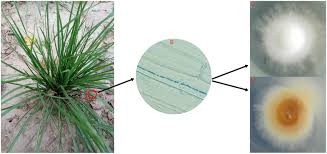 Image result for Festuca simensis