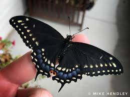 Keep track of the days and prepare for their hatching in advance. Eastern Black Swallowtail Butterfly Emerges Mike Hendley Fine Art