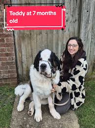 Ich Hatte Mal Einen Bernard Dinner Teddy