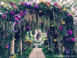 Maybe you would like to learn more about one of these? The Orchid Show At Chicago Botanic Garden Best Way To Brighten Any Winter Day O The Places We Go
